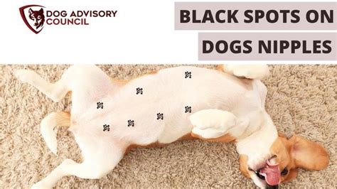 black spot on dog's nipple|Dogs Nipple Black: What Causes It and How to Treat It.